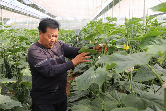 大荒地村党支部书记张林保带领村民发展蔬菜大棚种植