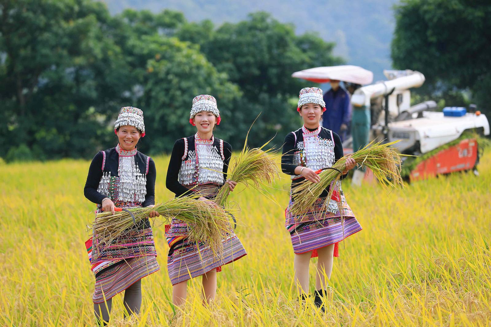 10傣族村民展示收割的稻谷.jpg