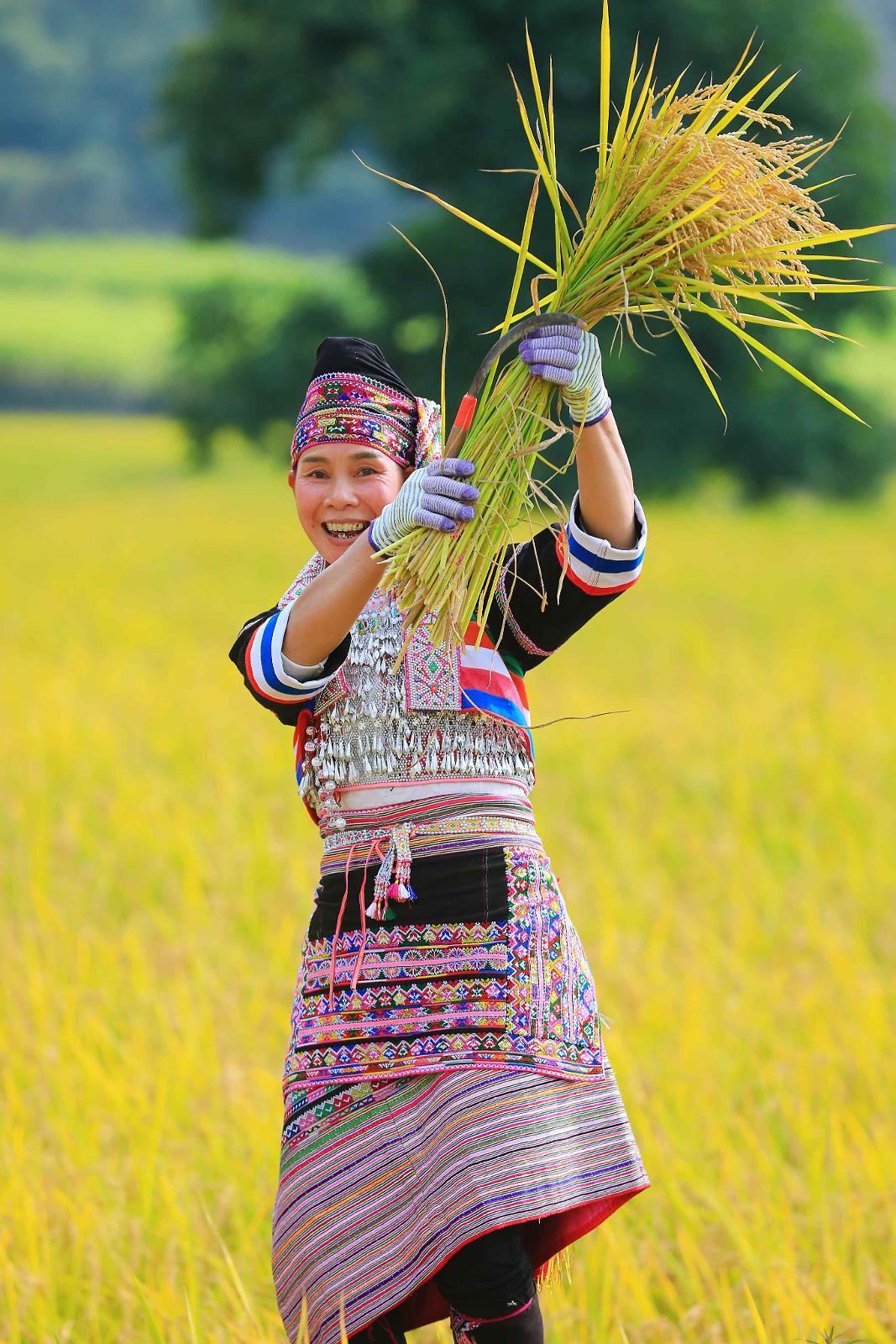 15傣族村民展示收割的稻谷.jpg