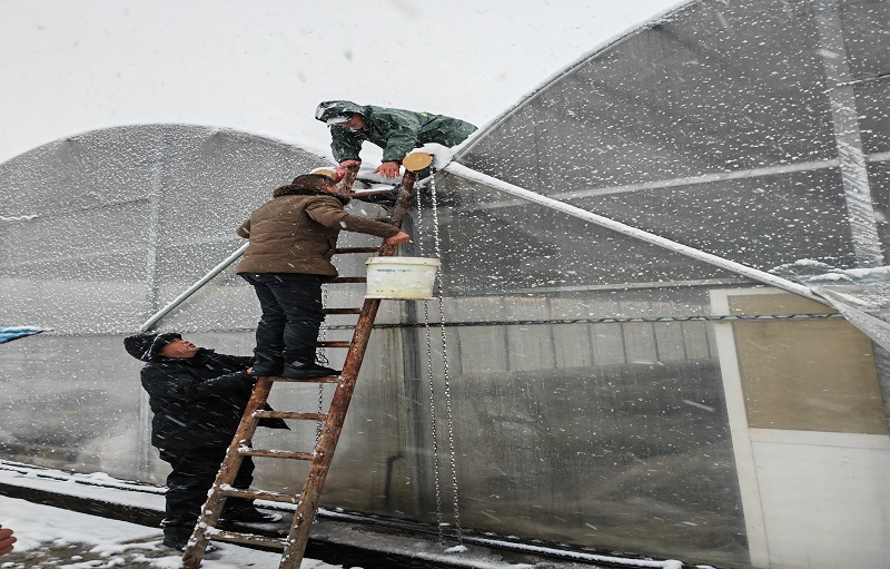 图为烟技员协助育苗户在育苗工场顶棚撒盐除雪.jpg